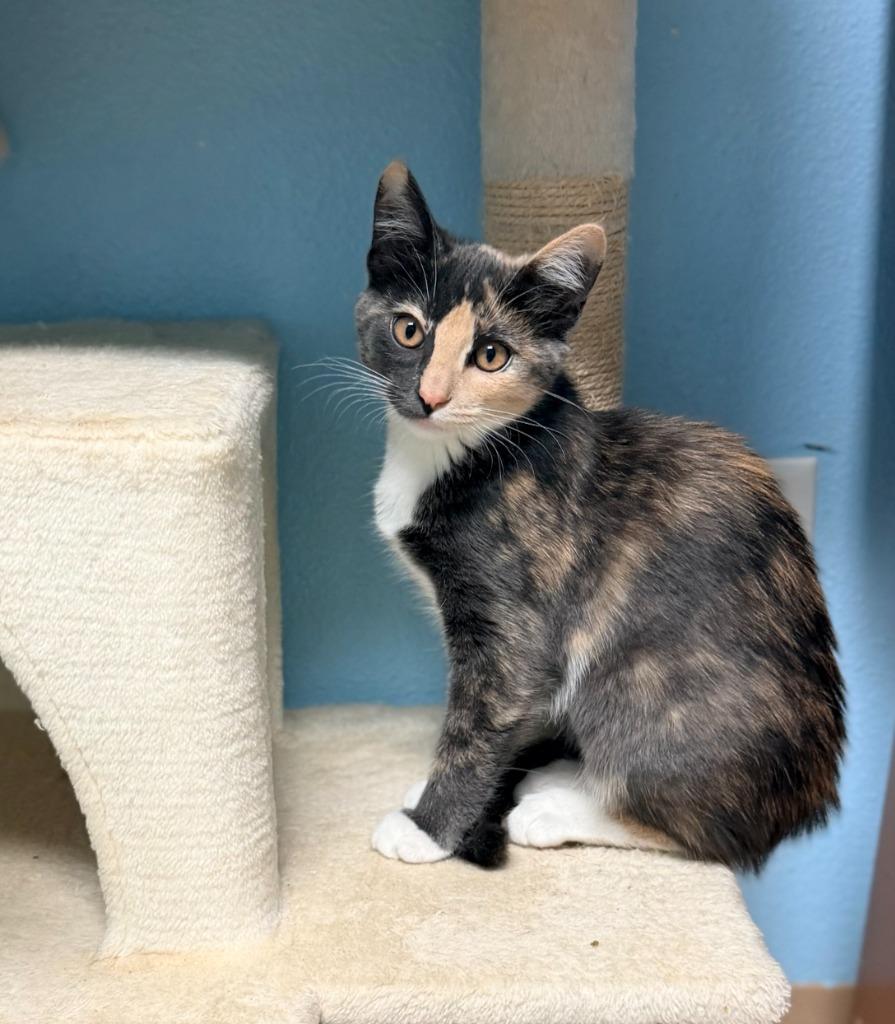 Alice, Adoptable, Kitten Female Domestic Short Hair.