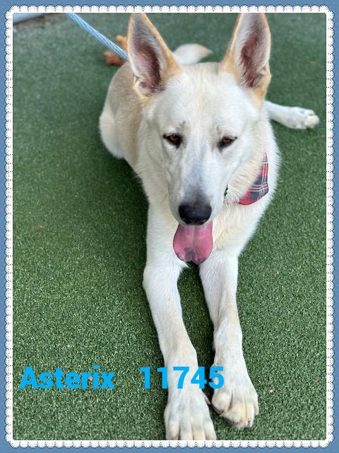 Introducing Asterix He was brought to the shelter on 77 because he was on a journey to find his wa