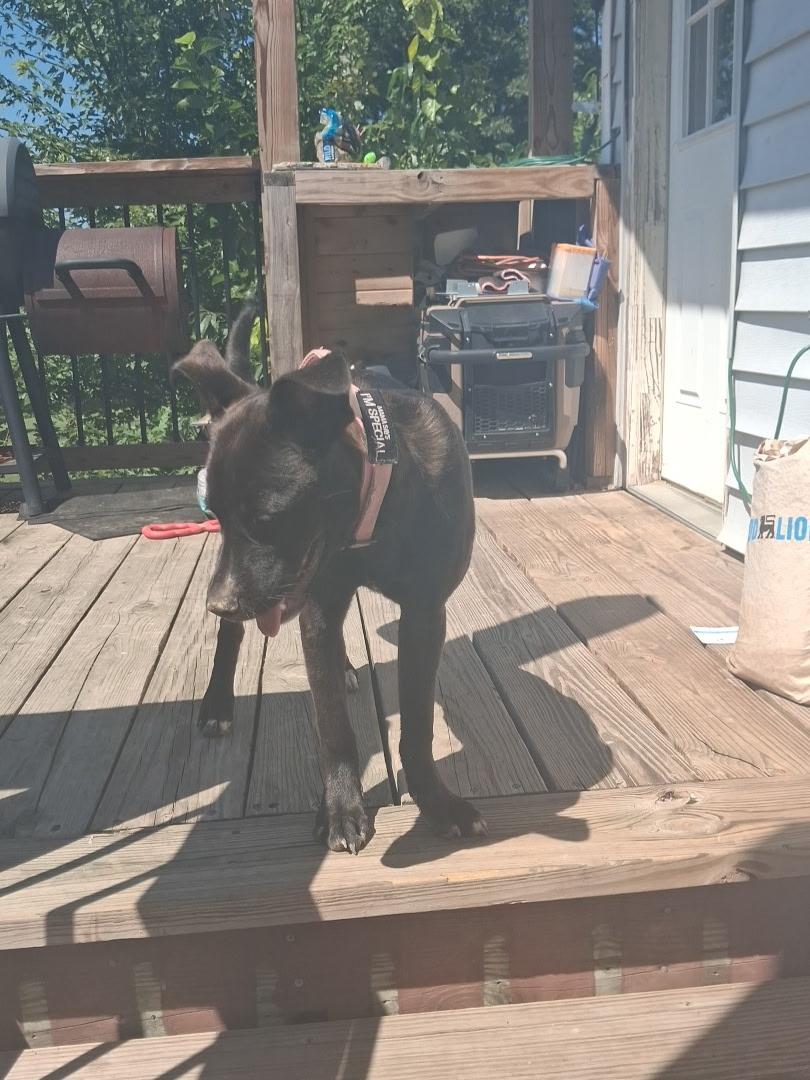 Enlarge Dobby, a ADOPTABLE mixed breed in Floyd, VA image 5/5