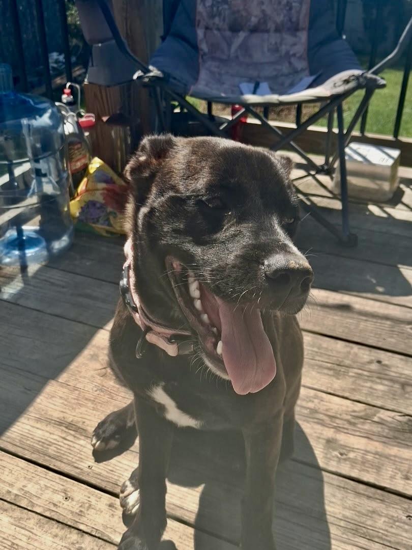 Dobby, ADOPTABLE, Young Female Dutch Shepherd.