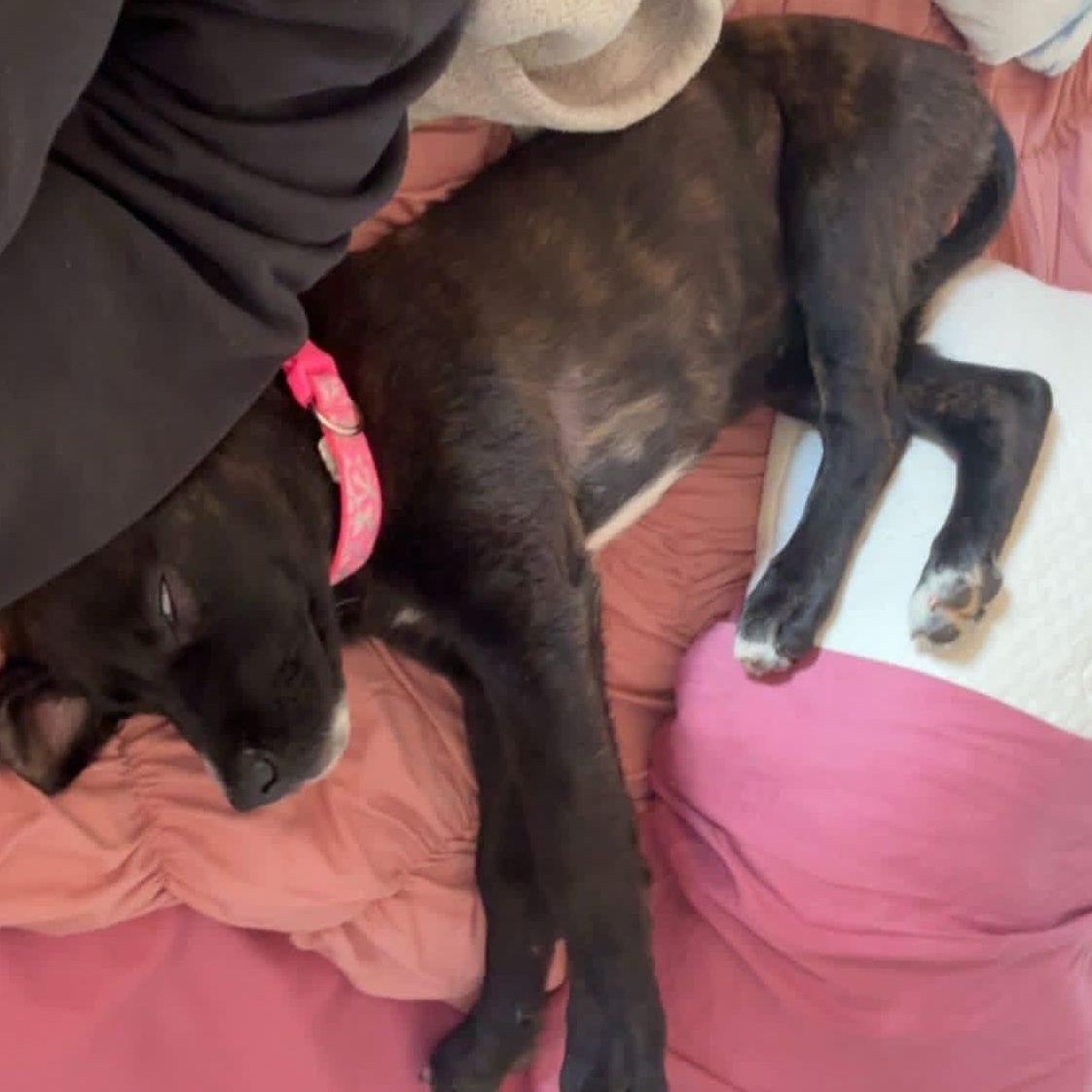 Enlarge Dobby, a ADOPTABLE mixed breed in Floyd, VA image 3/5
