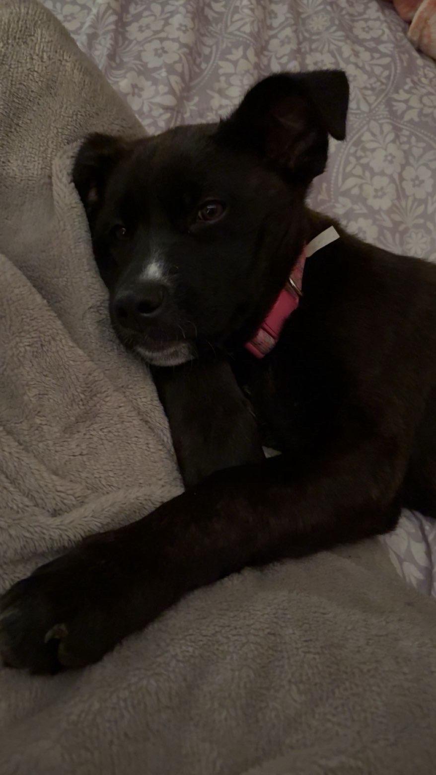 Enlarge Dobby, a ADOPTABLE mixed breed in Floyd, VA image 4/5