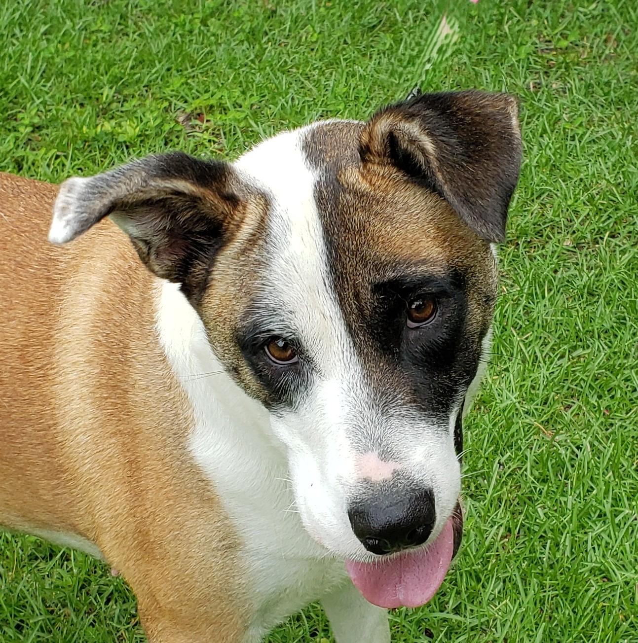 Marigold, a Adoptable mixed breed in Slidell, LA image 1/5