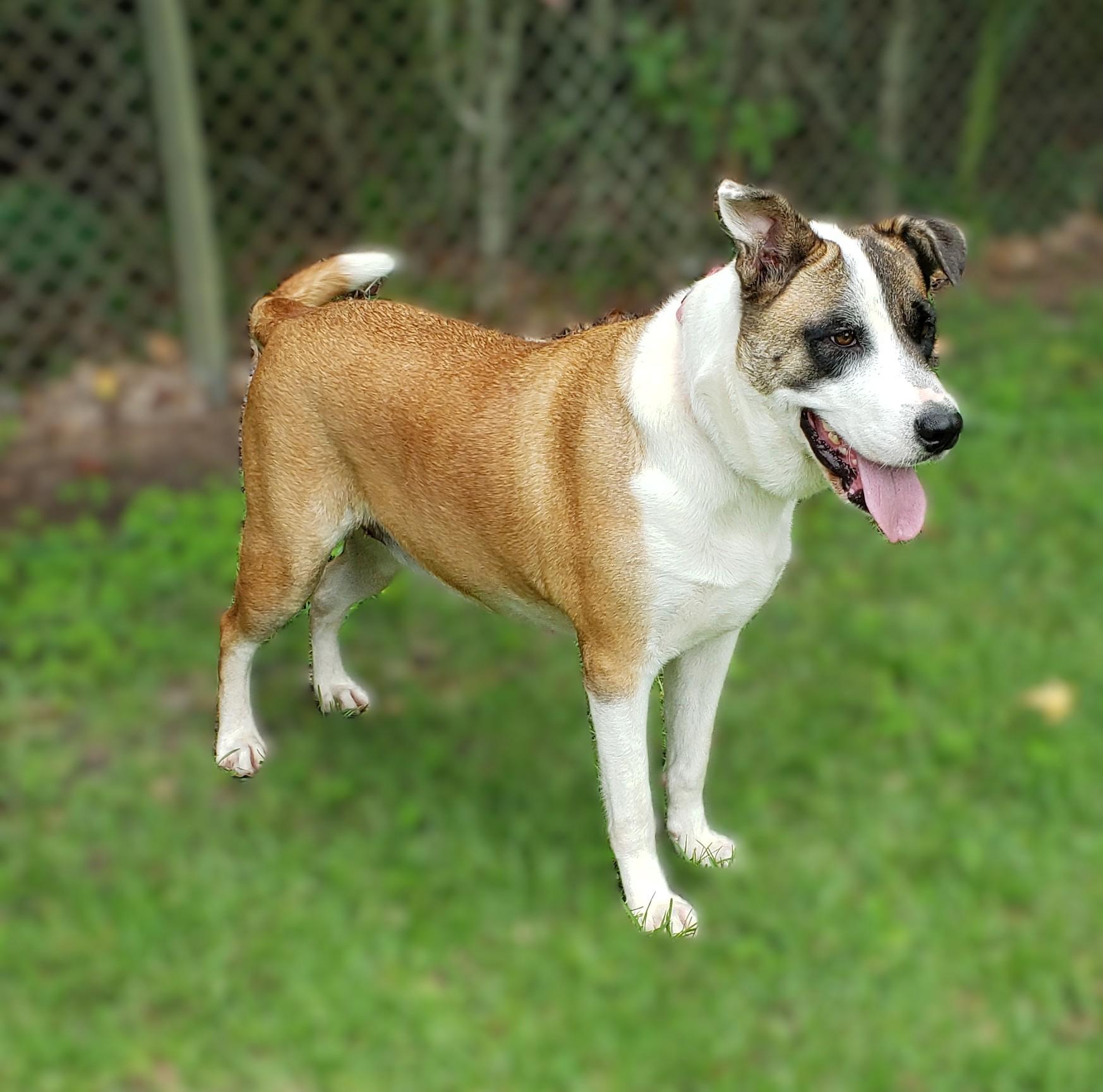 Marigold, a Adoptable mixed breed in Slidell, LA image 2/5