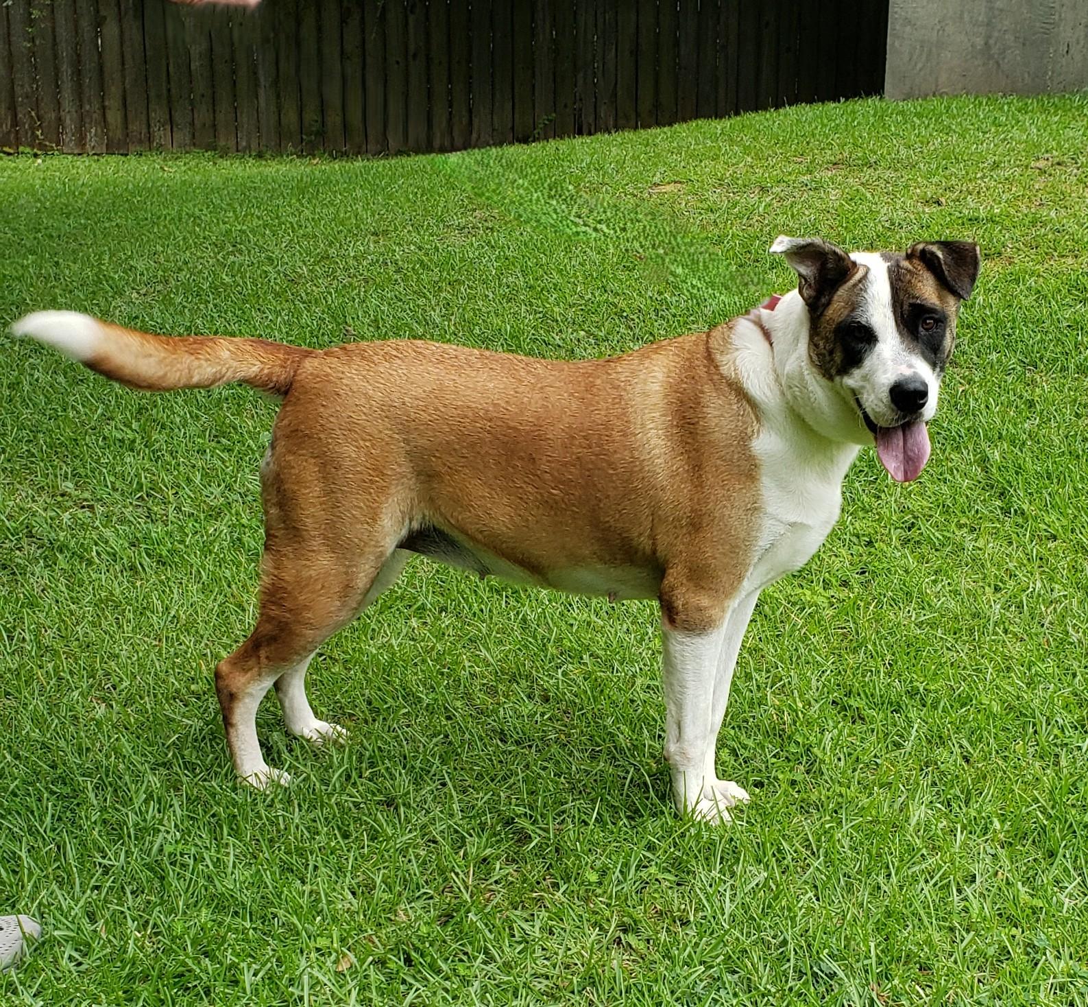 Marigold, a Adoptable mixed breed in Slidell, LA image 3/5