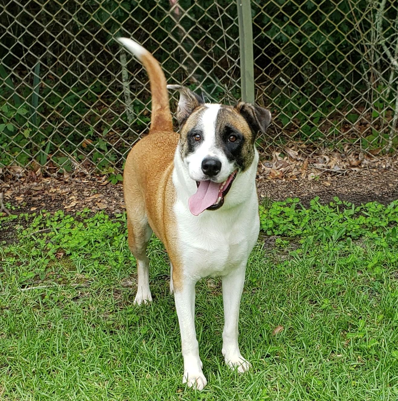 Marigold, a Adoptable mixed breed in Slidell, LA image 4/5
