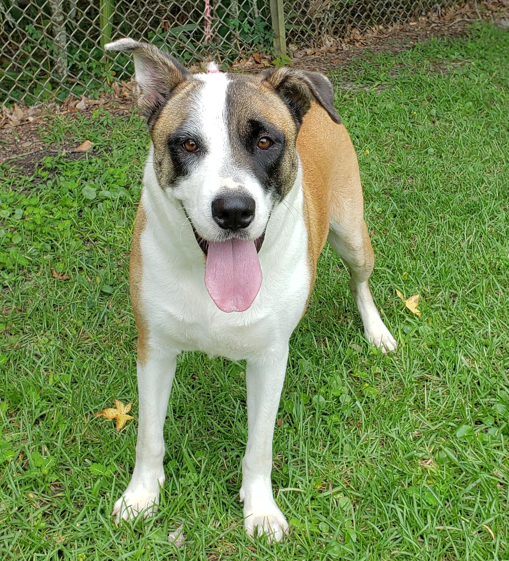 Marigold, a Adoptable mixed breed in Slidell, LA image 5/5
