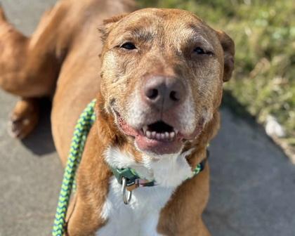 Enlarge Lilly, a Adoptable mixed breed in Virginia Beach, VA image 1/2