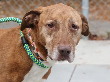 Enlarge Lilly, a Adoptable mixed breed in Virginia Beach, VA image 2/2