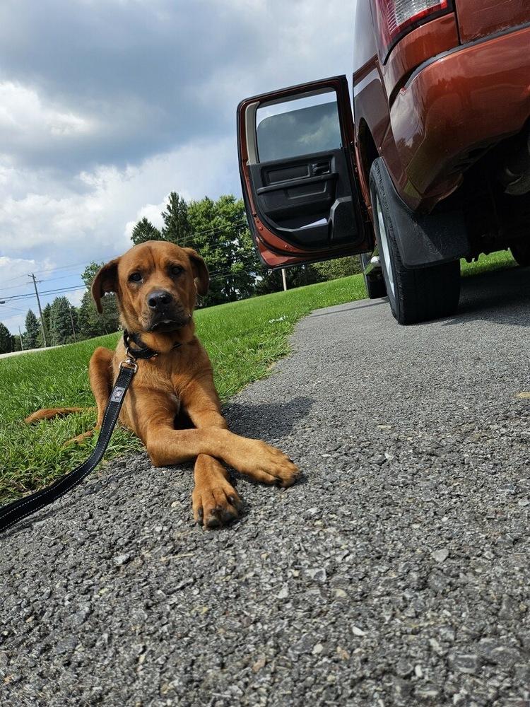 Enlarge Sandy, a Adoptable mixed breed in Irwin, PA image 1/2