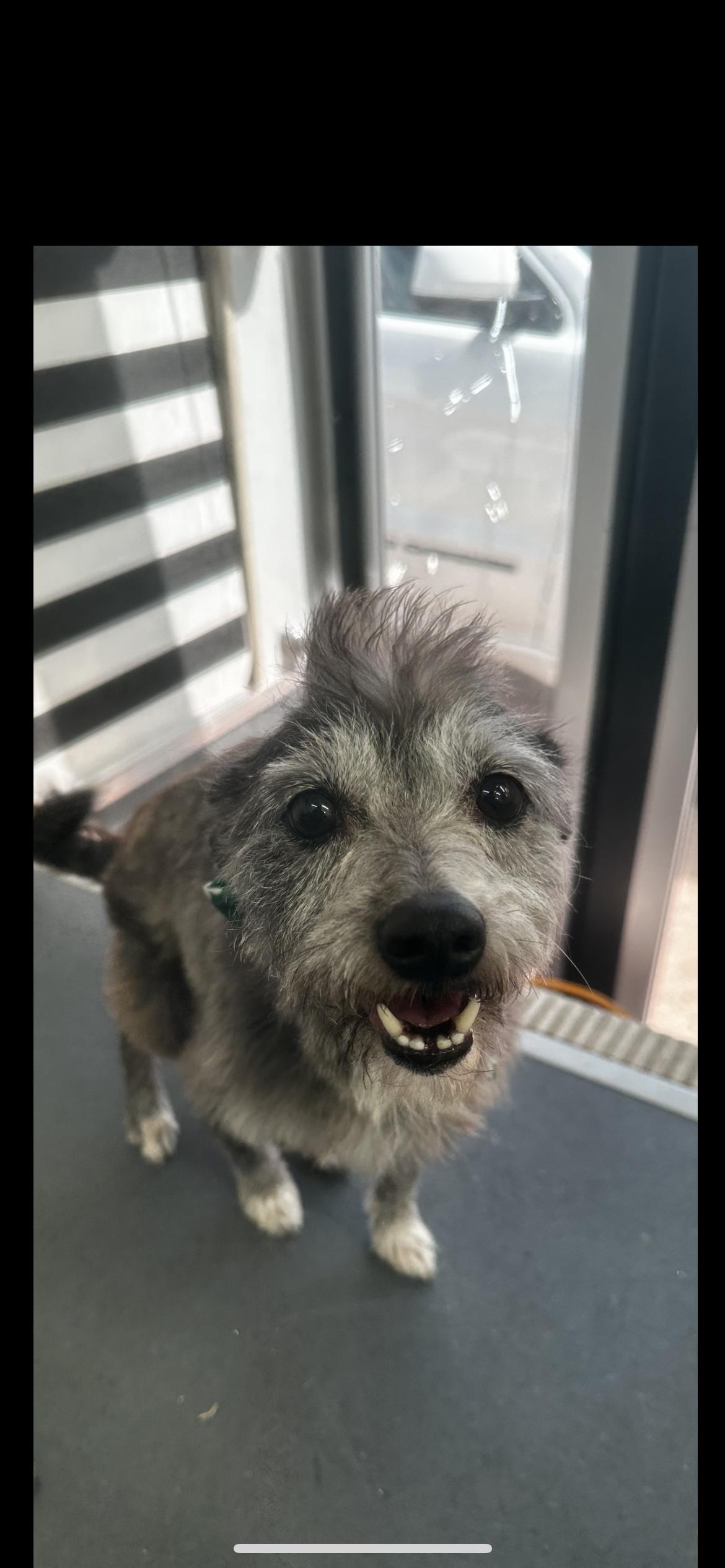 Enlarge Gus Gus, a Adoptable mixed breed in Hamden, CT image 2/6