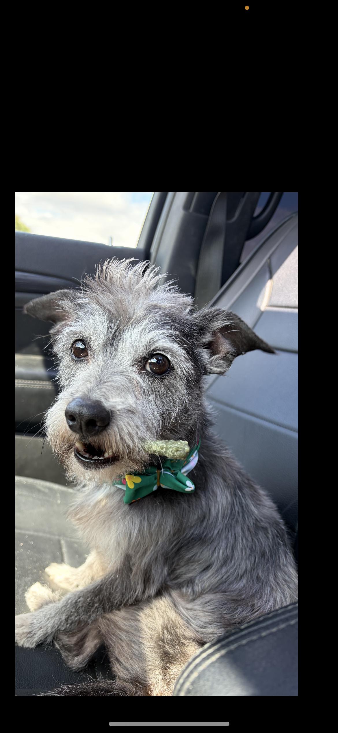 Gus Gus, Adoptable, Young Male Miniature Schnauzer & Wirehaired Terrier.