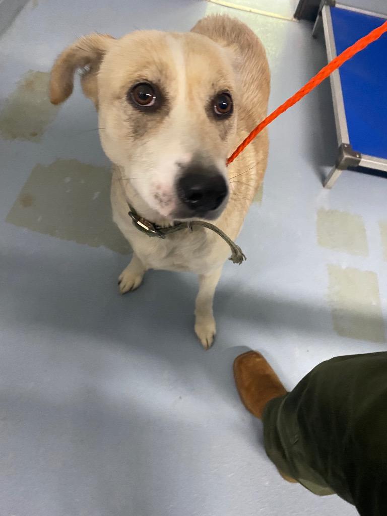 Molly, Adoptable, Adult Female Mixed Breed.