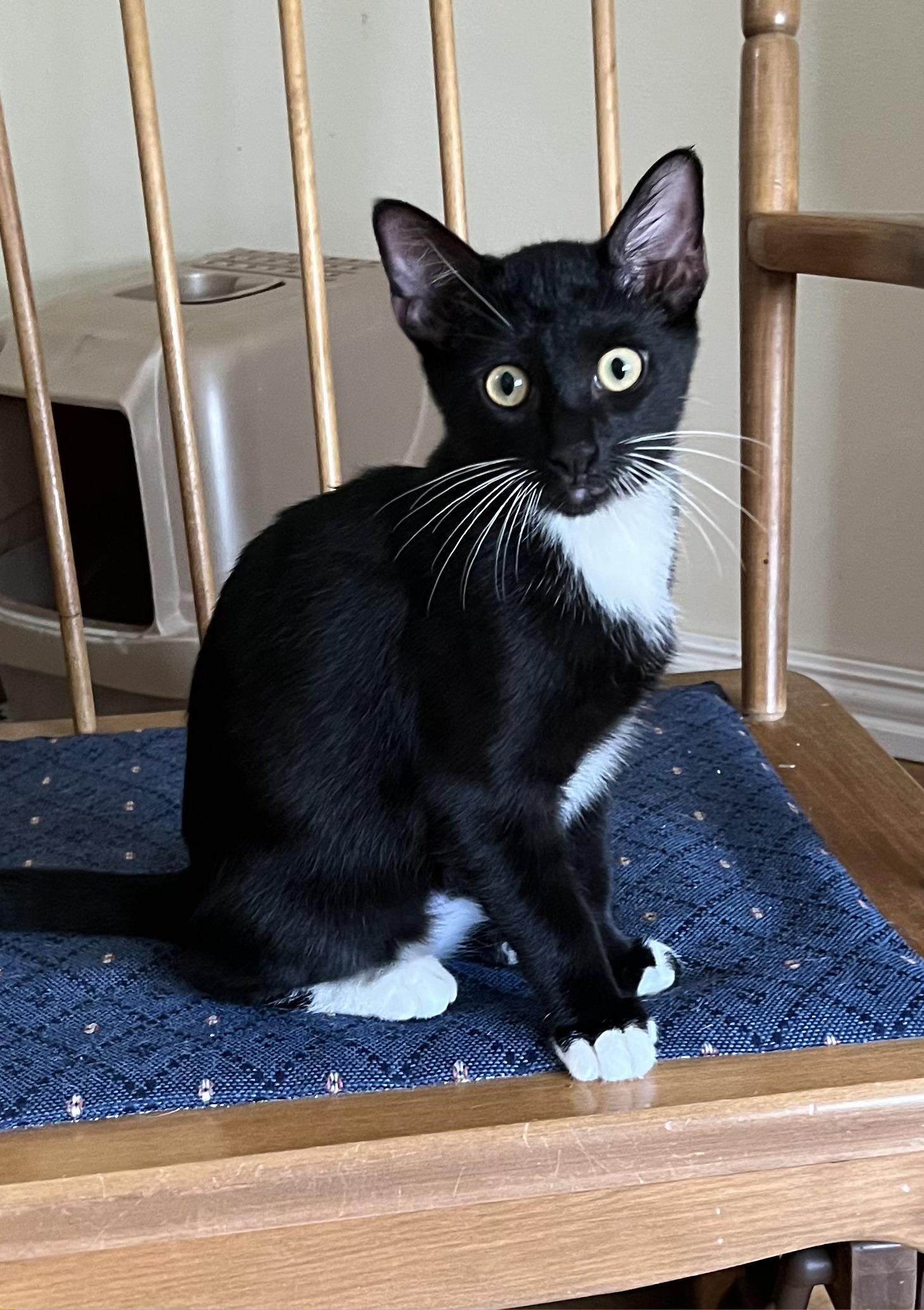 Enlarge AJ, a Adoptable American Shorthair in Allen, TX image 4/6