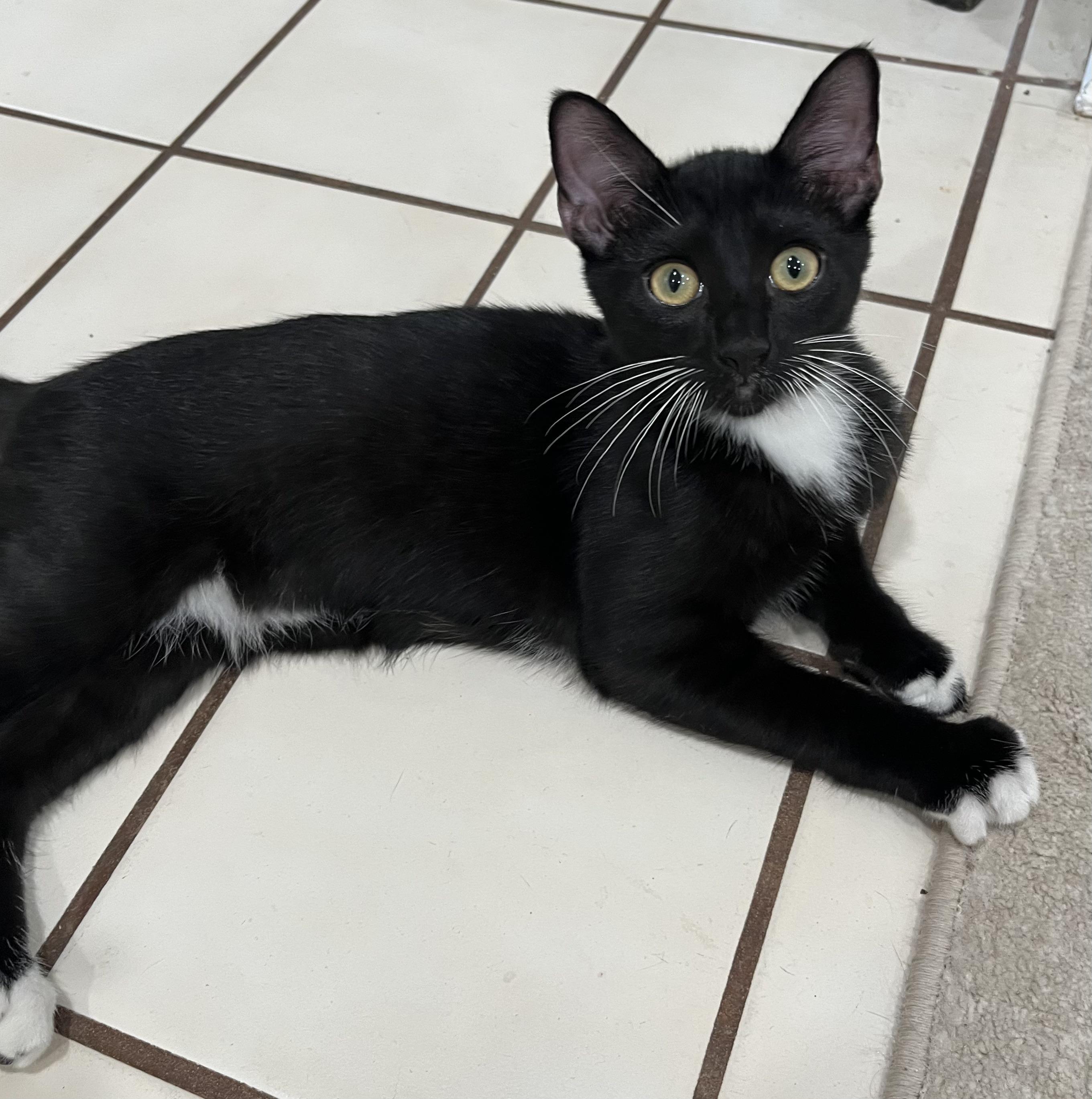 Enlarge AJ, a Adoptable American Shorthair in Allen, TX image 6/6