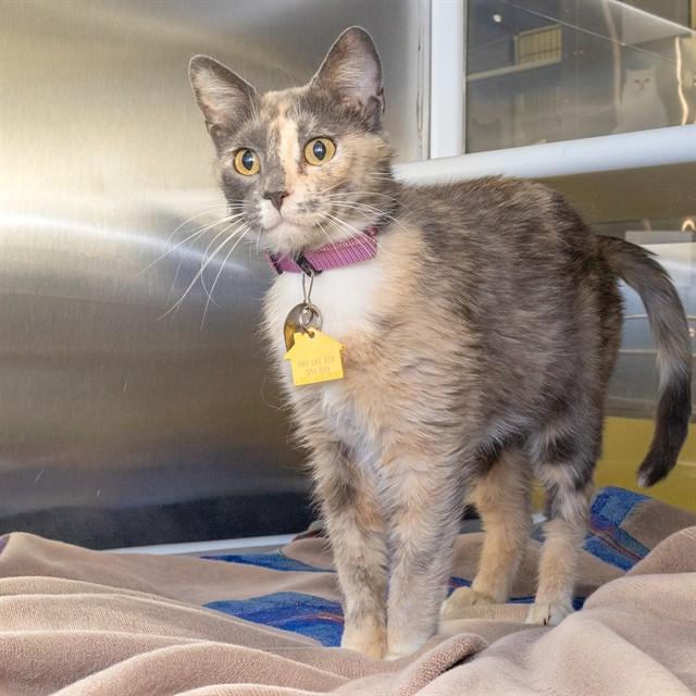 BEVERLY, Adoptable, Young Female Domestic Short Hair.
