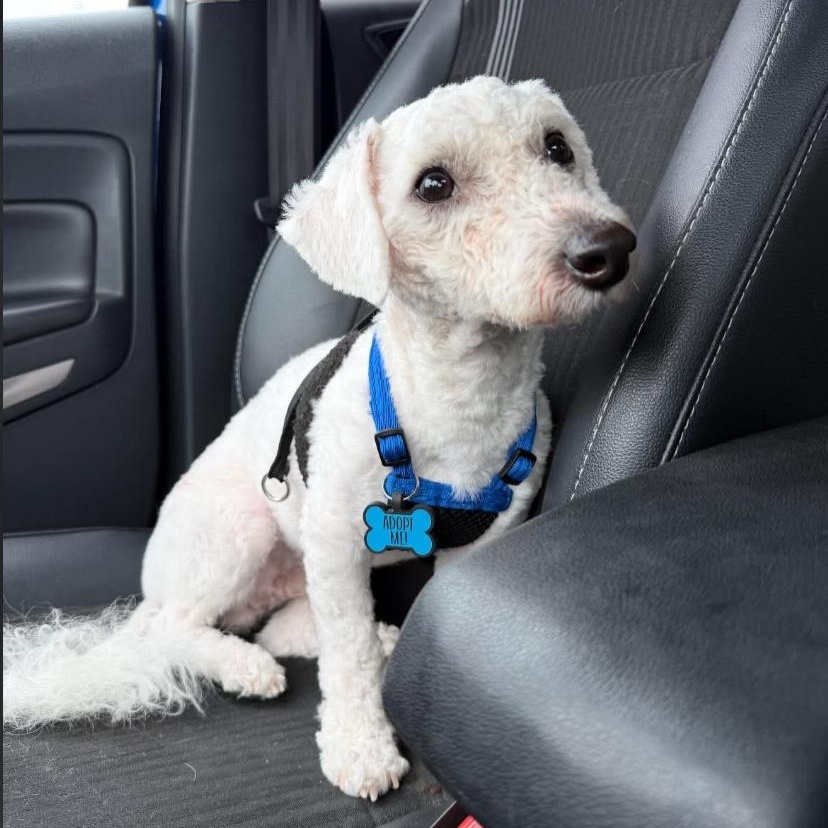 Enlarge Stanley, an adopted Bichon Frise in Philadelphia, PA image 3/4
