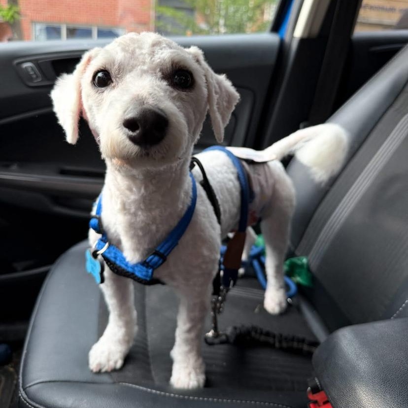 Stanley, adopted, Young Male Bichon Frise.