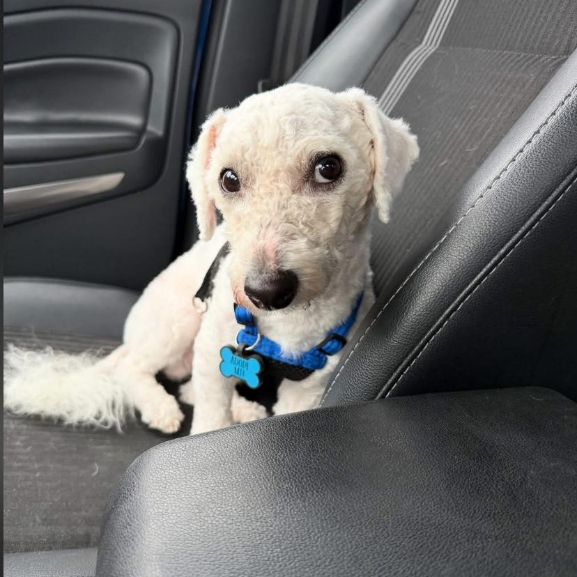 Enlarge Stanley, an adopted Bichon Frise in Philadelphia, PA image 4/4
