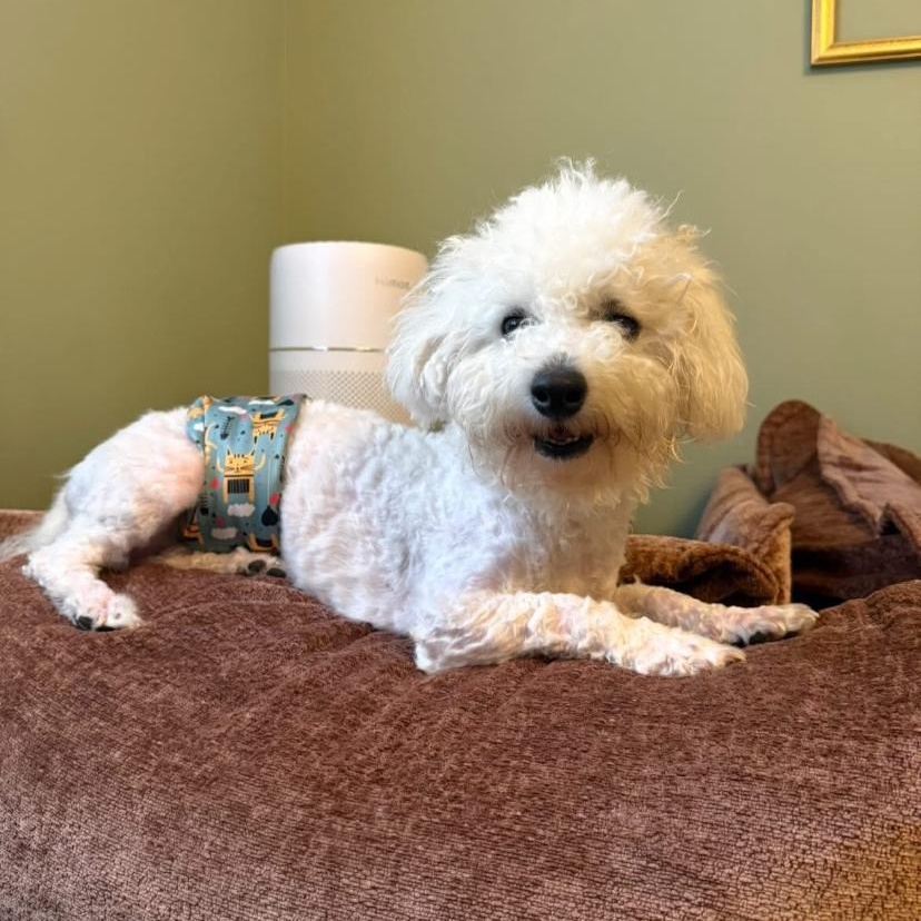 Enlarge Stanley, an adopted Bichon Frise in Philadelphia, PA image 2/4