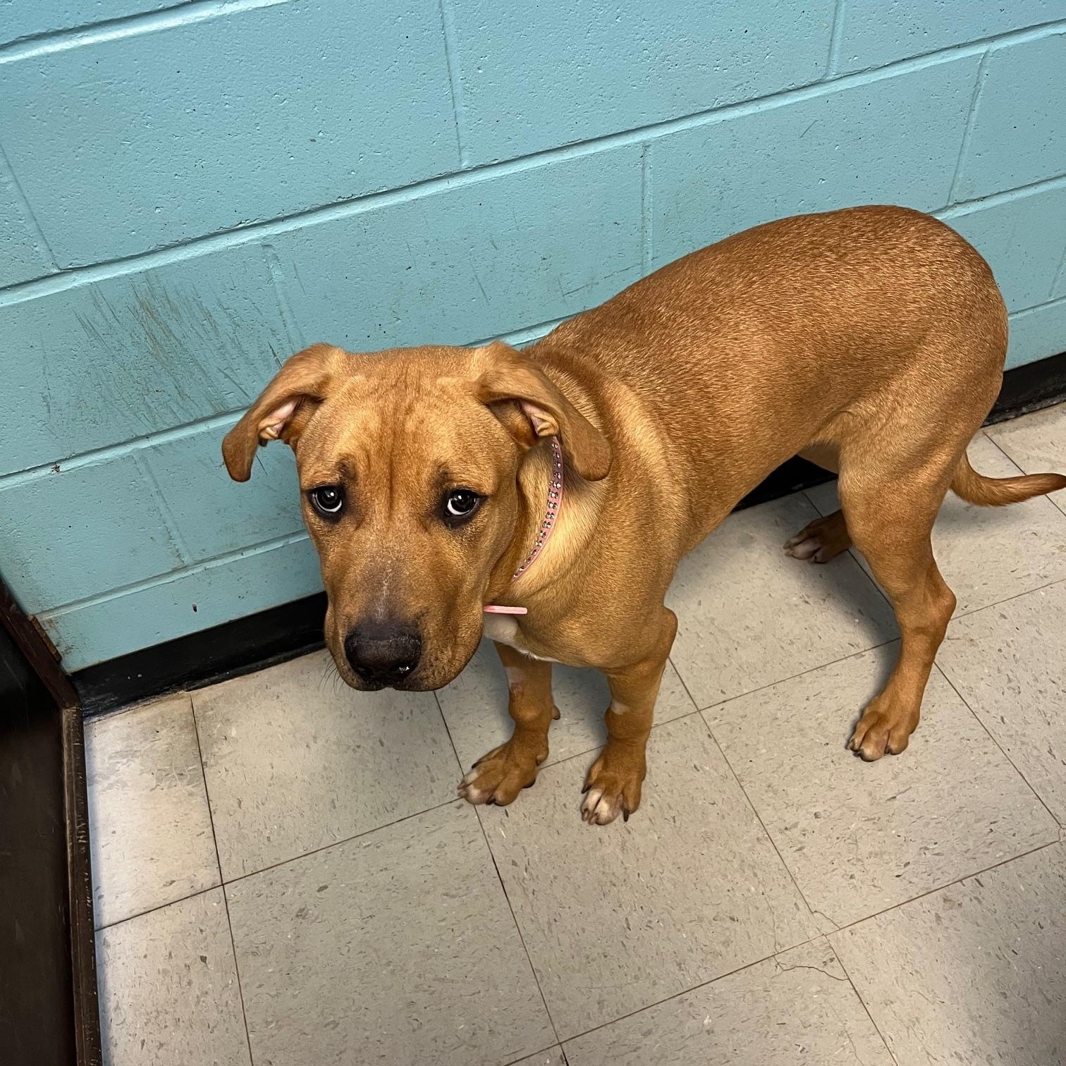 Enlarge Patrick, a ADOPTABLE mixed breed in St Thomas, ON image 3/4