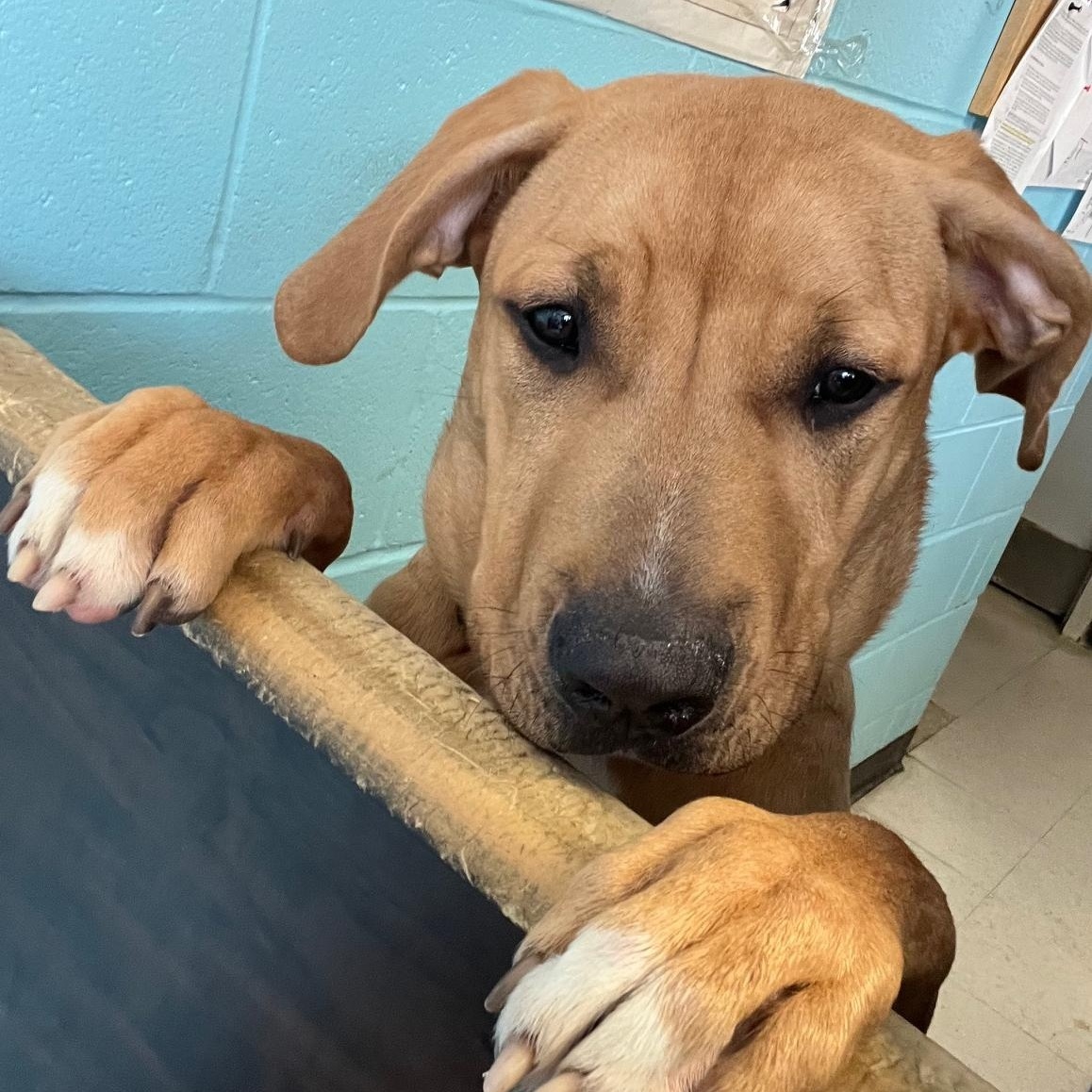 Patrick, ADOPTABLE, Young Male Labrador Retriever & Mastiff.