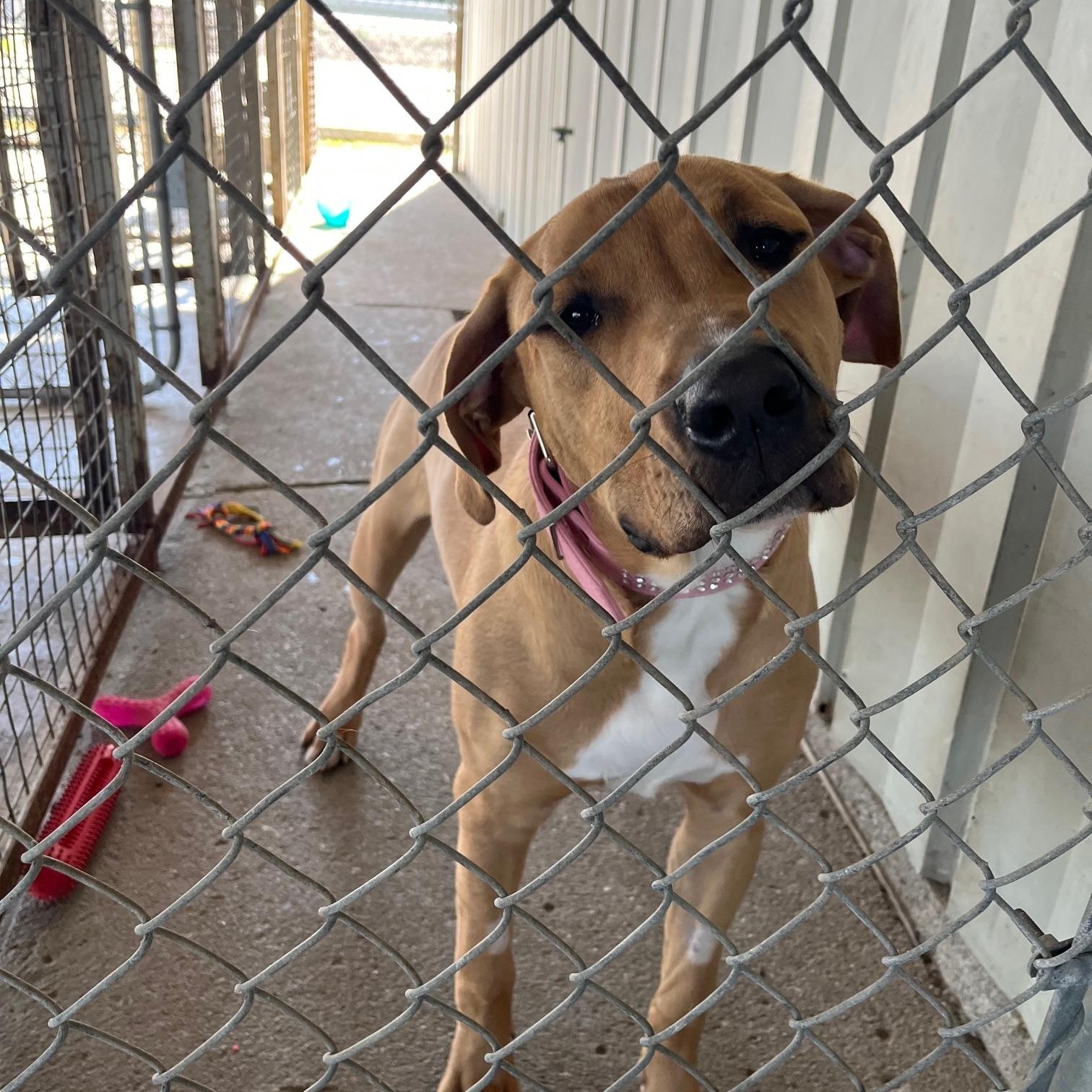 Enlarge Patrick, a ADOPTABLE mixed breed in St Thomas, ON image 2/4