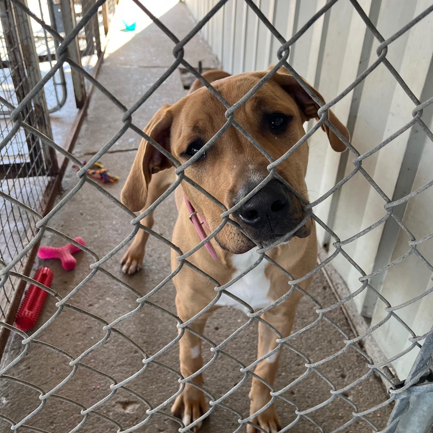 Enlarge Patrick, a ADOPTABLE mixed breed in St Thomas, ON image 4/4