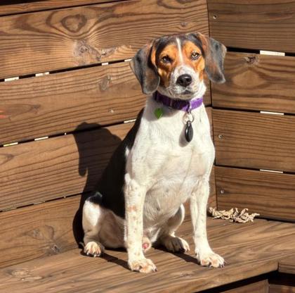 Enlarge Jack Daniels, a Adoptable mixed breed in Merriam, KS image 3/3