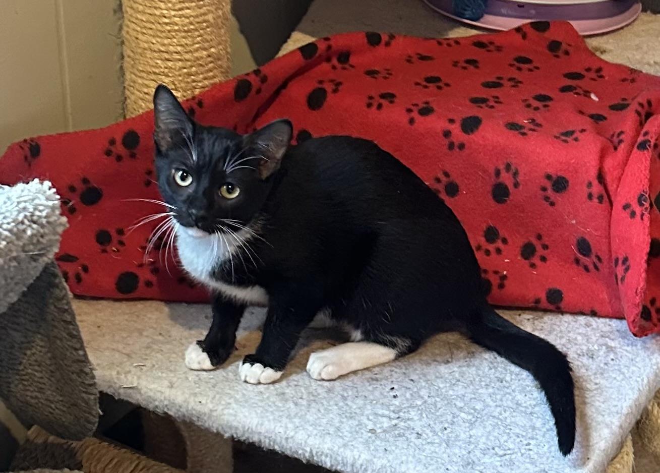 Gustavo, ADOPTABLE, Kitten Male Domestic Short Hair.