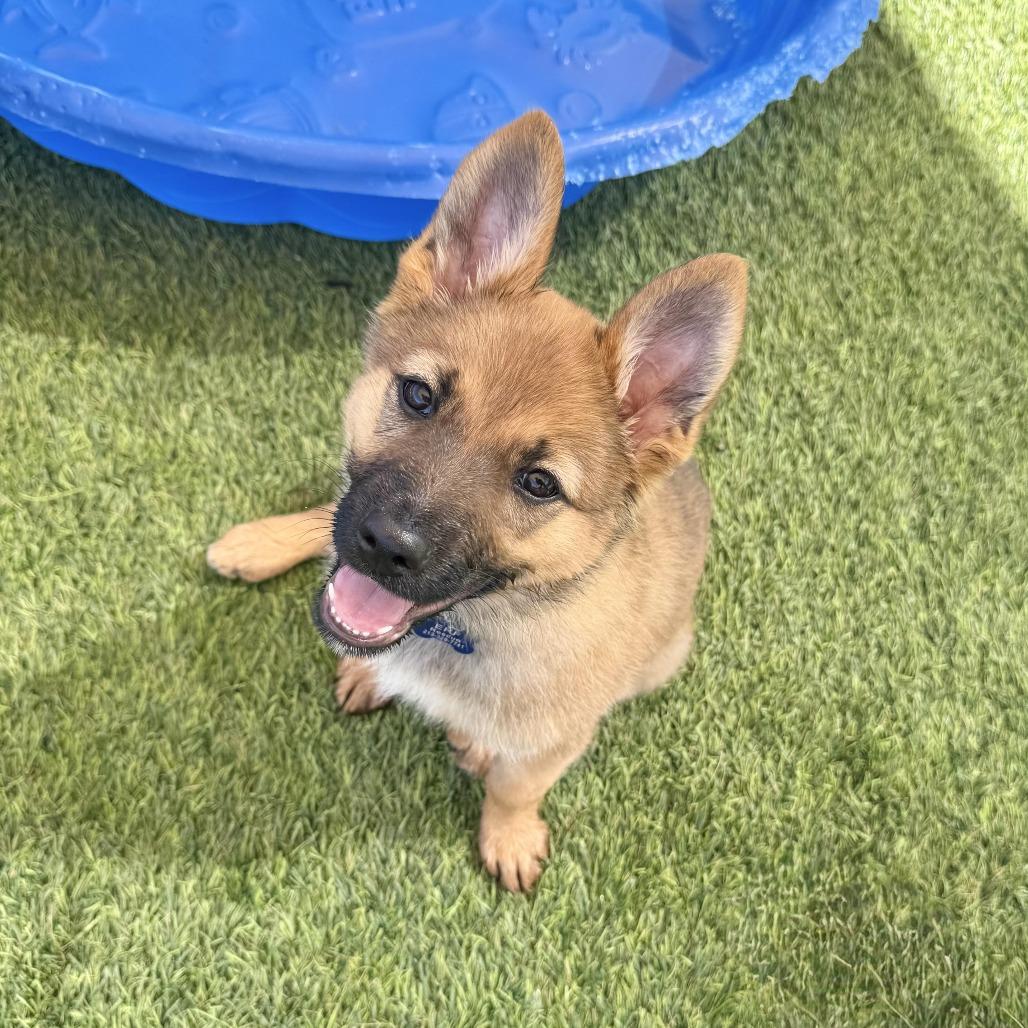 Carly, Adoptable, Puppy Female Shepherd.