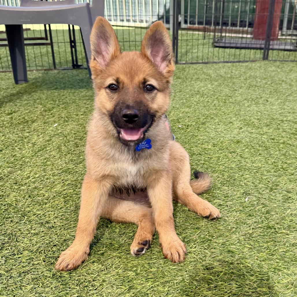 Enlarge Carly, a Adoptable Shepherd in Agoura Hills, CA image 2/3