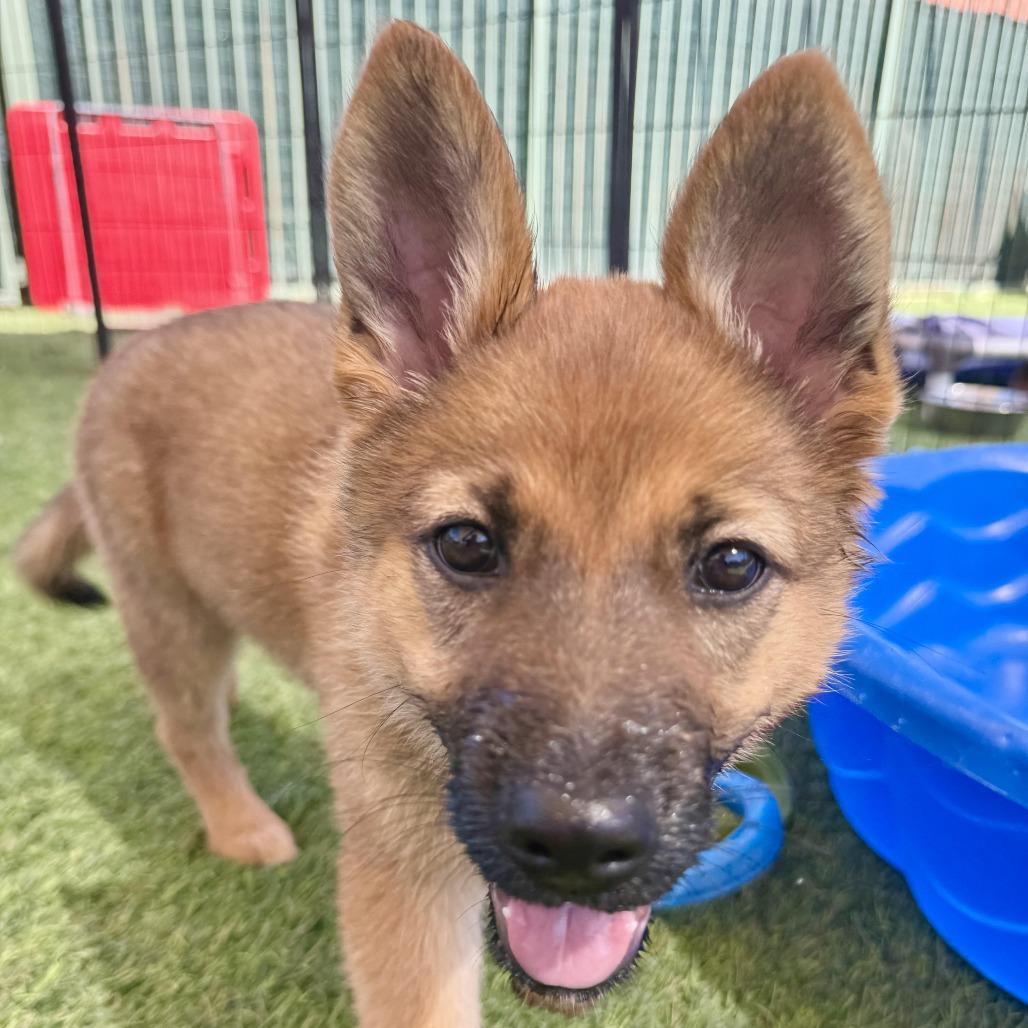 Enlarge Carly, a Adoptable Shepherd in Agoura Hills, CA image 3/3