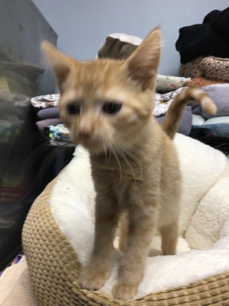 Enlarge Krillin, a Adoptable Domestic Short Hair in Logansport , IN image 1/1