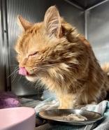 Enlarge Oscar, a Adoptable Domestic Medium Hair in Redmond, OR image 1/1