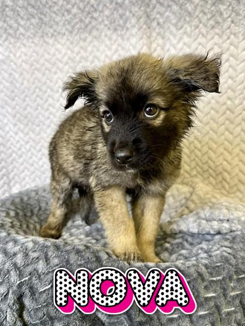 Enlarge Nova, an adopted mixed breed in Comfort, TX image 1/1