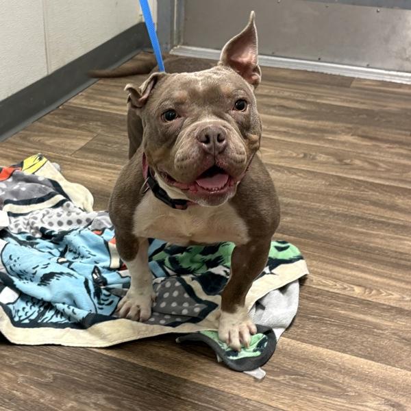 Fifi, Adoptable, Young Female American Bully.