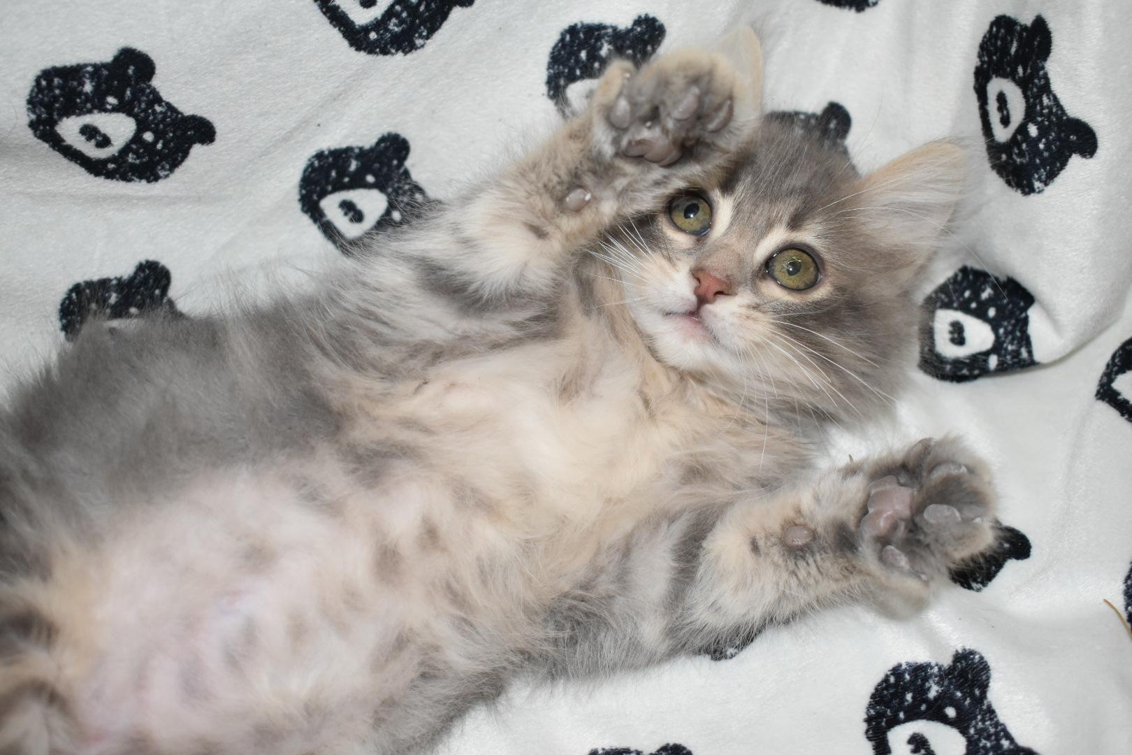 Ghost bonded to Chai