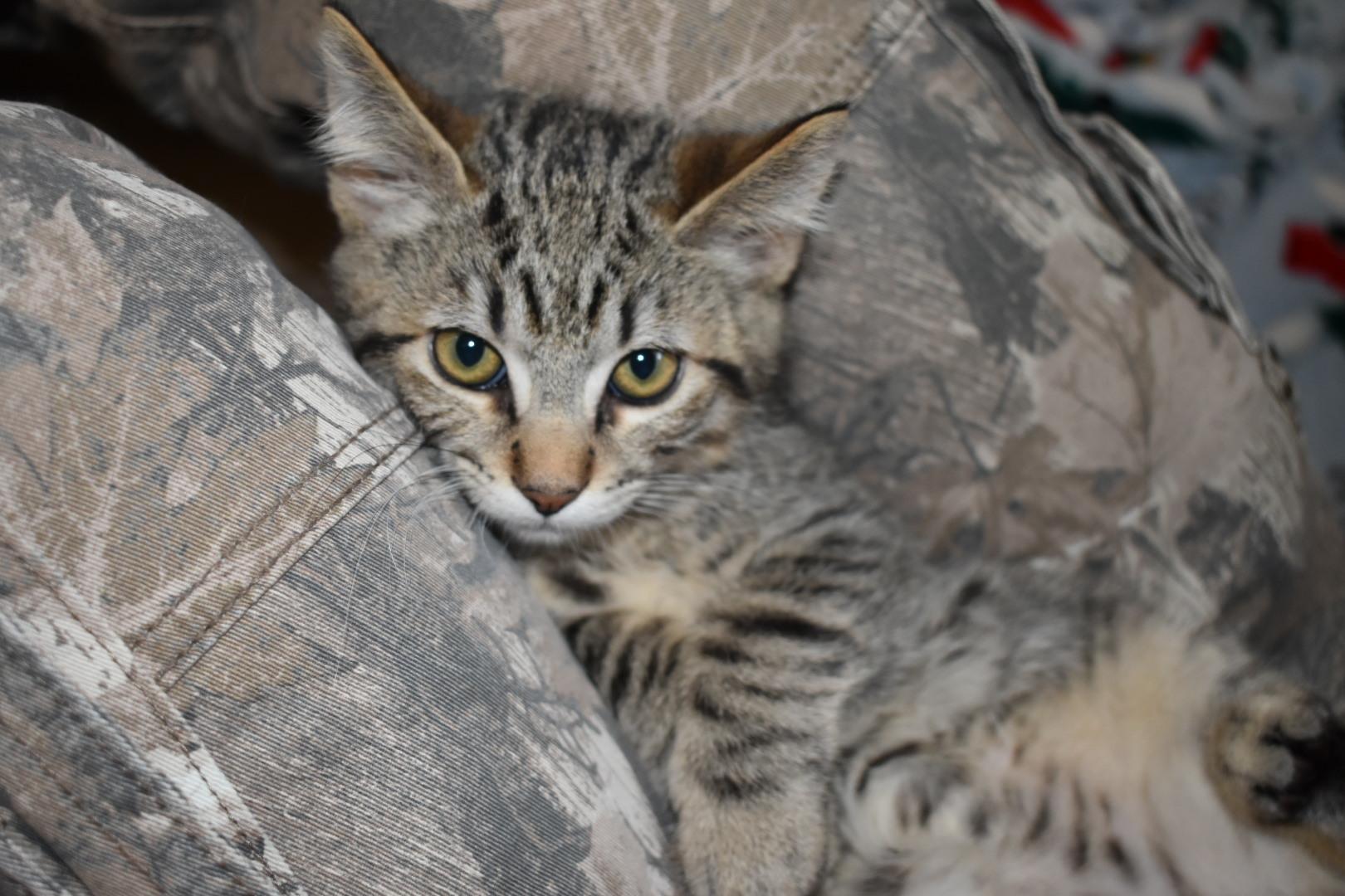 Ghost bonded to Chai