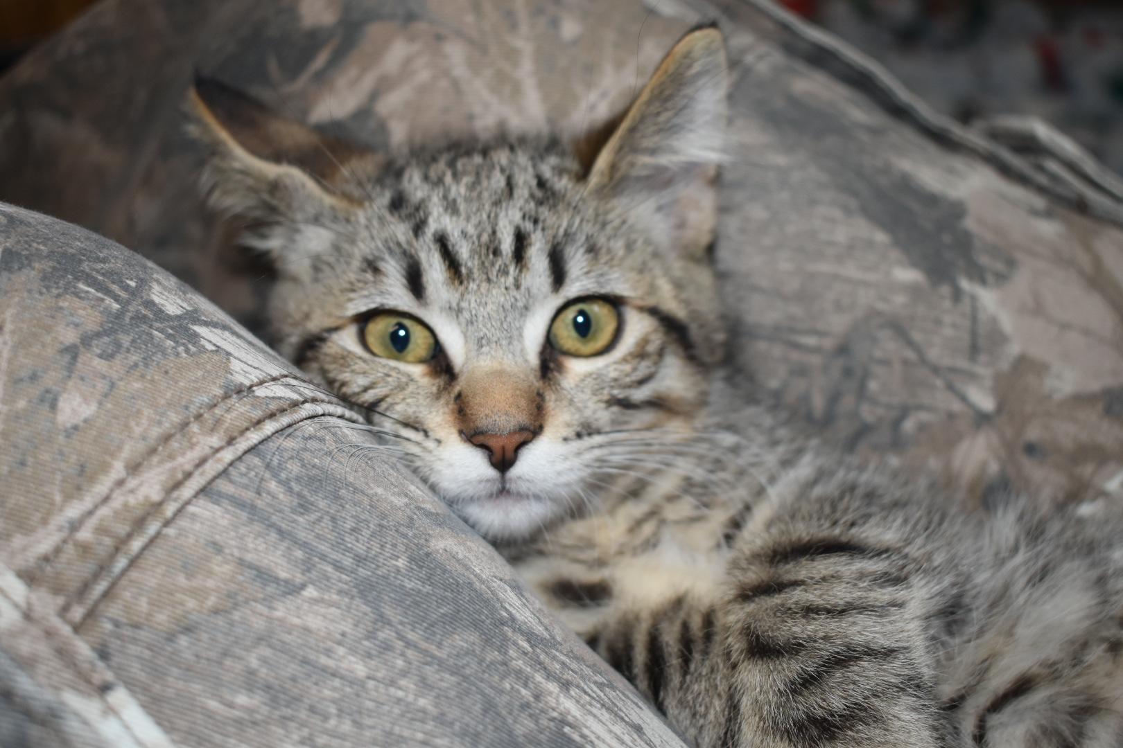 Ghost bonded to Chai