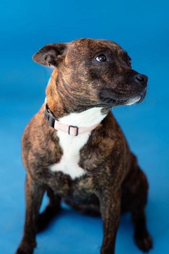 Enlarge MILLIE, a ADOPTABLE Terrier in Pegram, TN image 6/6