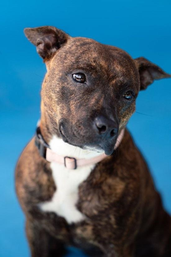 Enlarge MILLIE, a ADOPTABLE Terrier in Pegram, TN image 4/6
