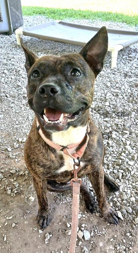 Enlarge MILLIE, a ADOPTABLE Terrier in Pegram, TN image 2/6