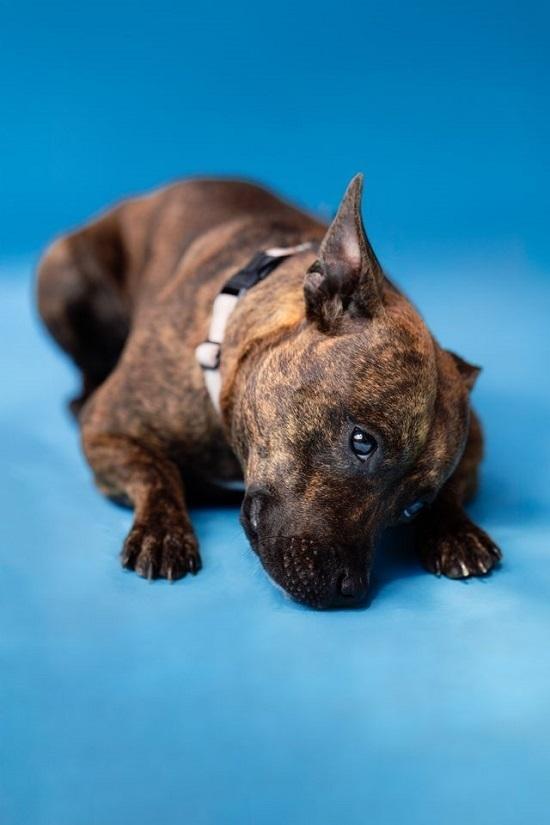 MILLIE, ADOPTABLE, Adult Female Terrier.