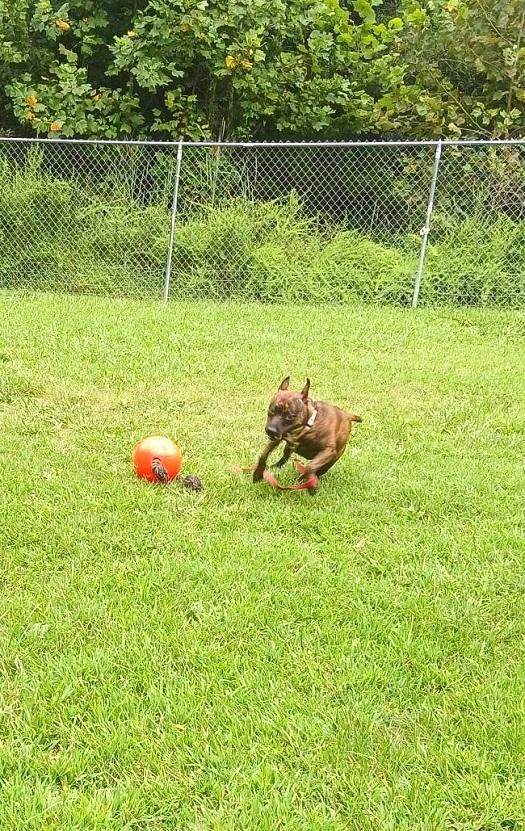 Enlarge MILLIE, a ADOPTABLE Terrier in Pegram, TN image 3/6