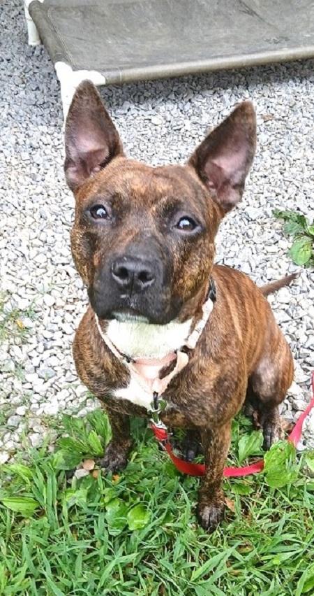 Enlarge MILLIE, a ADOPTABLE Terrier in Pegram, TN image 5/6