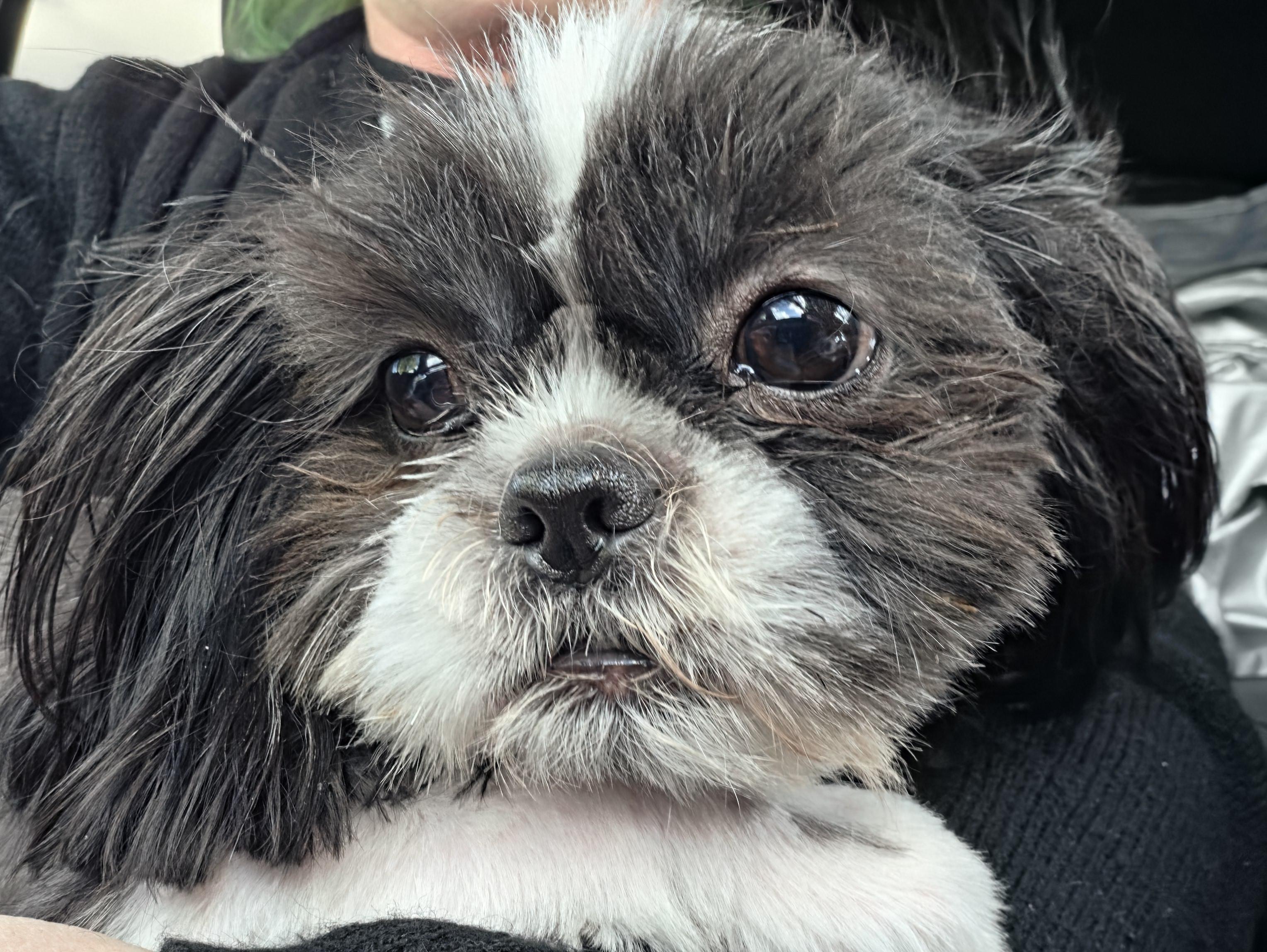 Moira, an adoption pending Shih Tzu in Salt Lake City, UT image 2/5