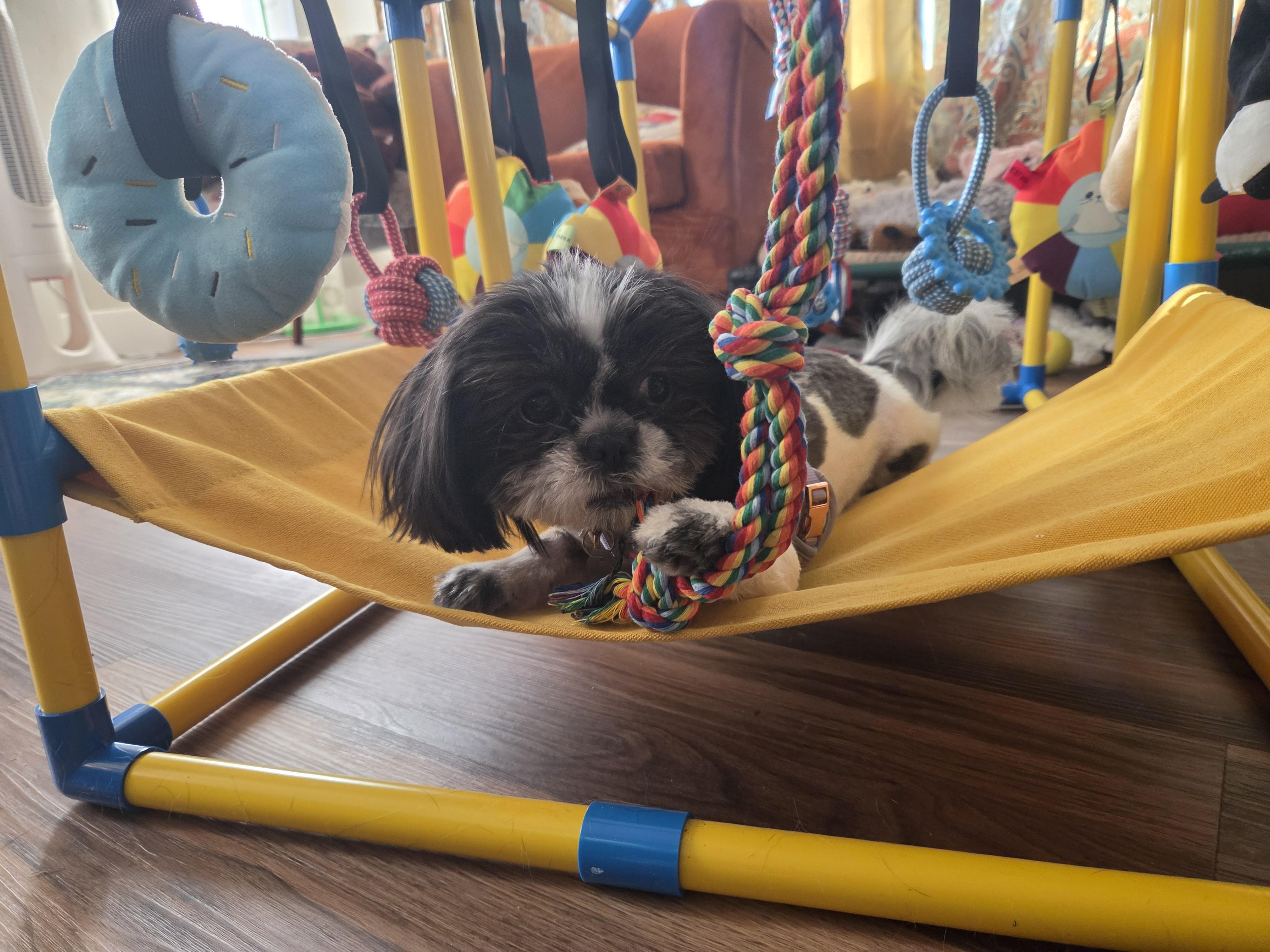 Moira, an adoption pending Shih Tzu in Salt Lake City, UT image 4/5