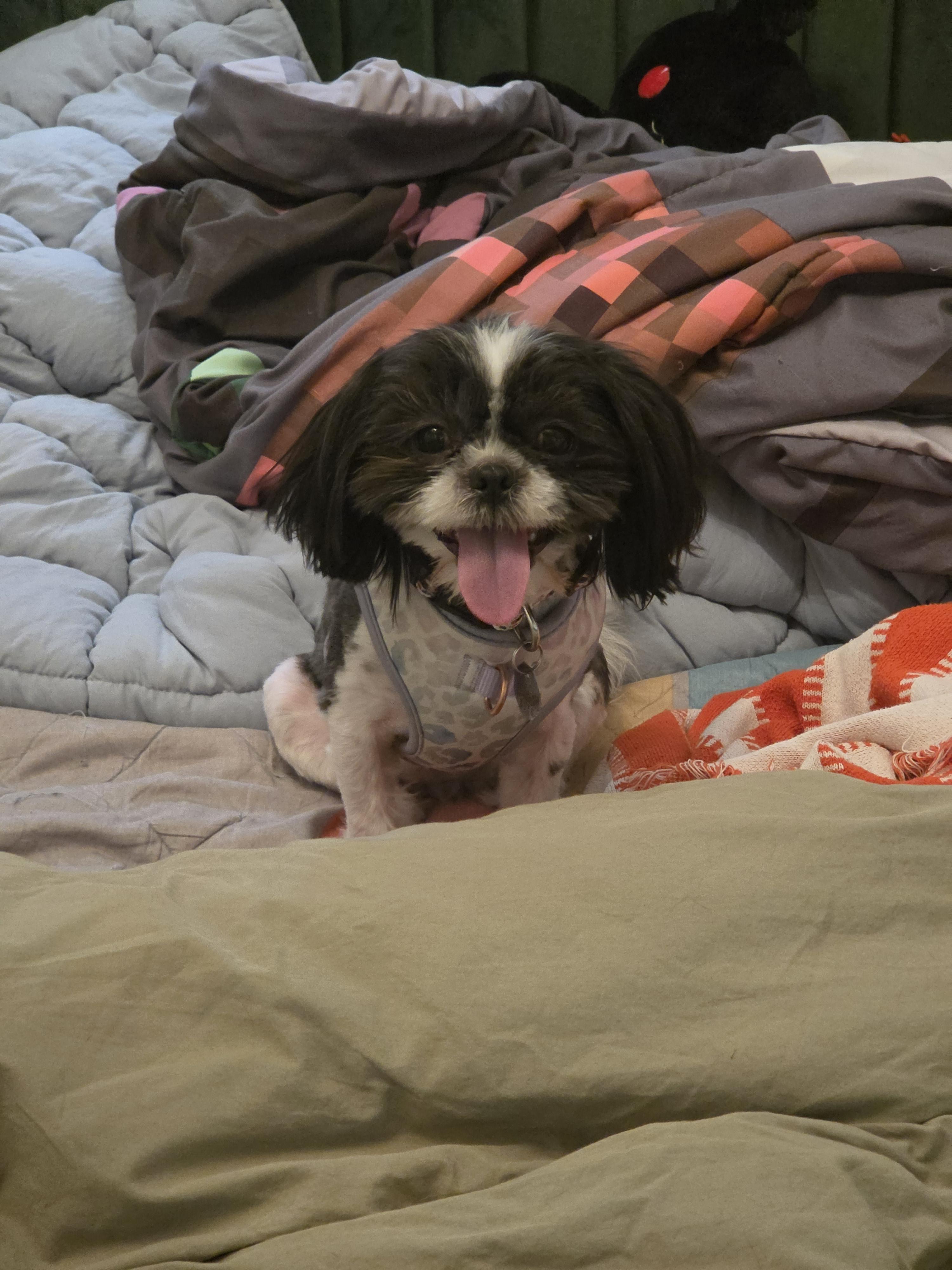 Moira, an adoption pending Shih Tzu in Salt Lake City, UT image 5/5