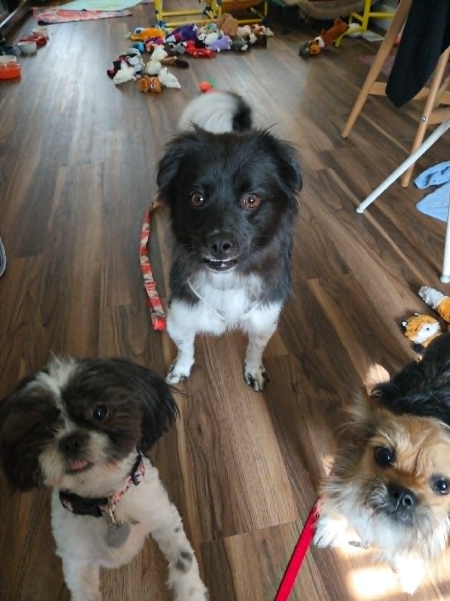 Moira, an adoption pending Shih Tzu in Salt Lake City, UT image 3/5